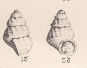 Rissoa moreyensis Cossmann, 1885