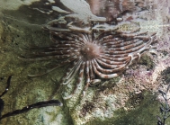 The "tako hitode" or Octopus starfish, Plazaster borealis