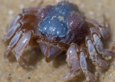 Mictyris platycheles, or the dark blue soldier crab, author: Adam Hadsall