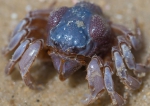 Mictyris platycheles, or the dark blue soldier crab