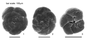 Lepidodeuterammina eddystonensis Brönnimann & Whittaker, 1990
