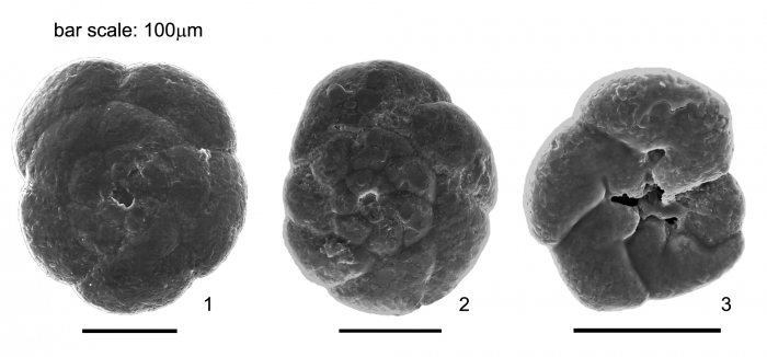 Lepidodeuterammina eddystonensis Brönnimann & Whittaker, 1990