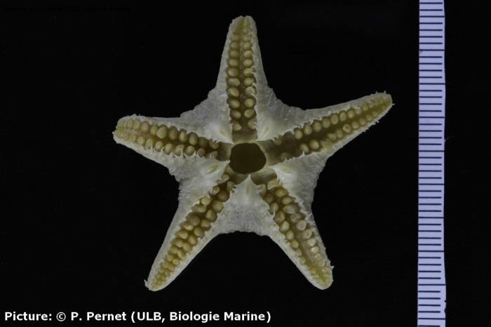 Eremicaster pacificus Eremicaster pacificus