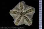 Pteraster spinosissimus