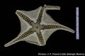 Echinodermata (echinoderms)