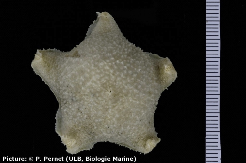 Pteraster stellifer 