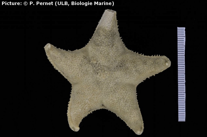 Acodontaster marginatus Acodontaster marginatus