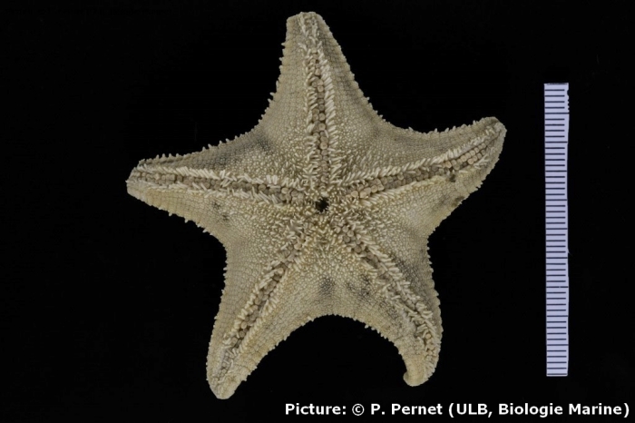 Acodontaster marginatus Acodontaster marginatus