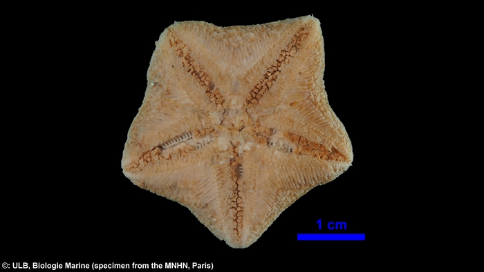 Pteraster gibber