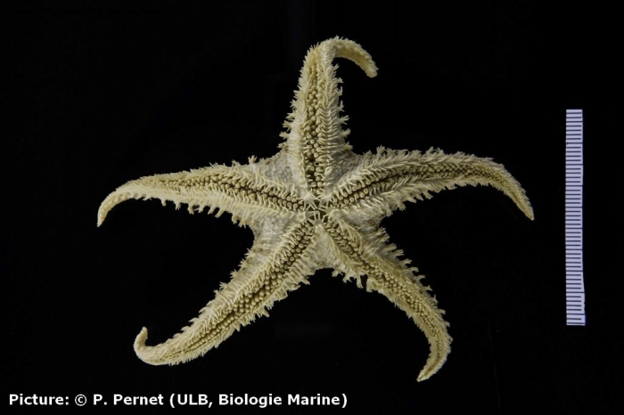 Cuenotaster involutus Cuenotaster involutus