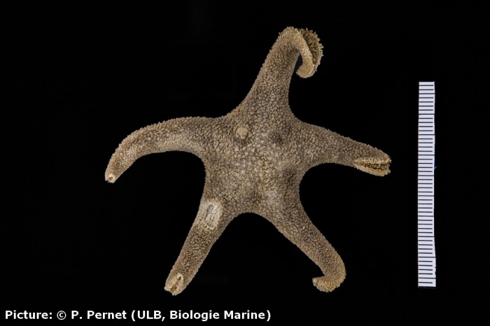 Perknaster fuscus Perknaster fuscus