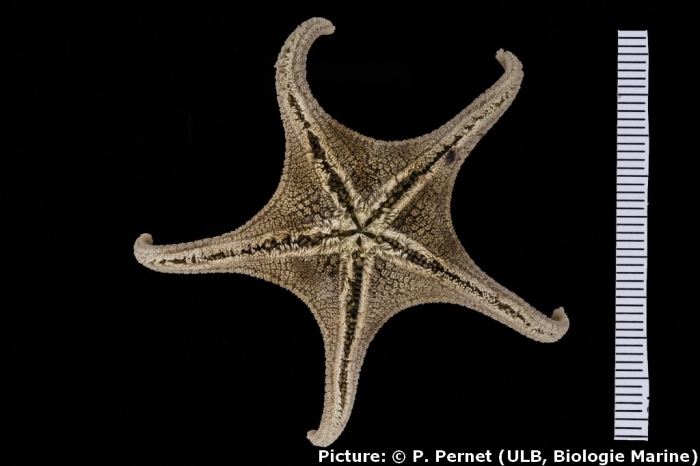 Acodontaster capitatus Acodontaster capitatus