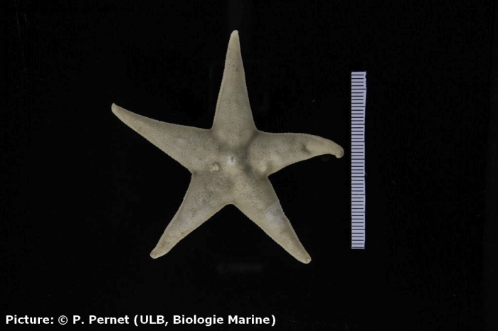 Acodontaster conspicuus Acodontaster conspicuus