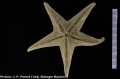 Echinodermata (echinoderms)