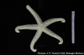 Echinodermata (echinoderms)