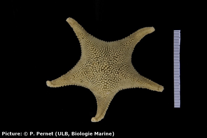 Odontaster roseus Odontaster roseus