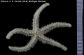 Echinodermata (echinoderms)