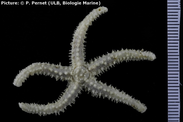 Sclerasterias eustyla Sclerasterias eustyla