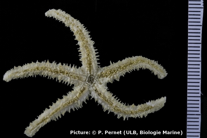 Sclerasterias eustyla Sclerasterias eustyla