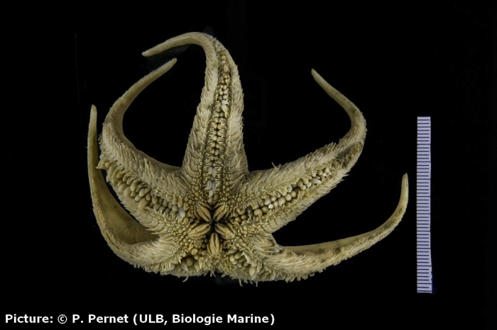 Psilaster charcoti Psilaster charcoti