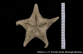 Echinodermata (echinoderms)