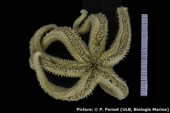 Diplasterias meridionalis Diplasterias meridionalis