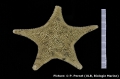 Echinodermata (echinoderms)