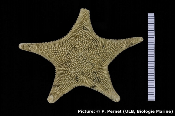 Odontaster penicillatus Odontaster penicillatus