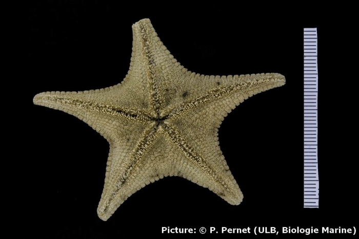 Odontaster penicillatus Odontaster penicillatus