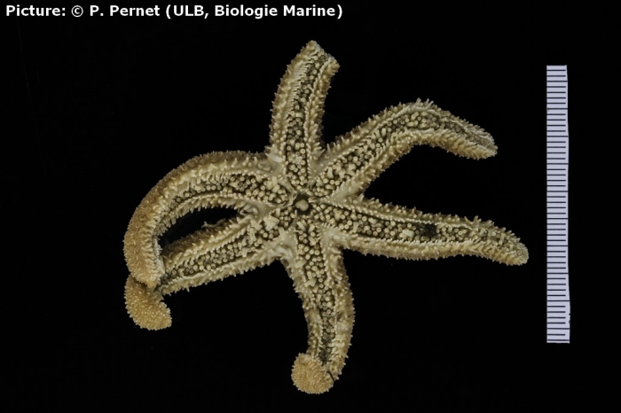 Anasterias perrieri Anasterias perrieri