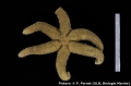 Echinodermata (echinoderms)