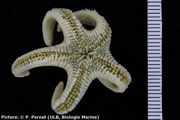 Leptychaster kerguelenensis Leptychaster kerguelenensis