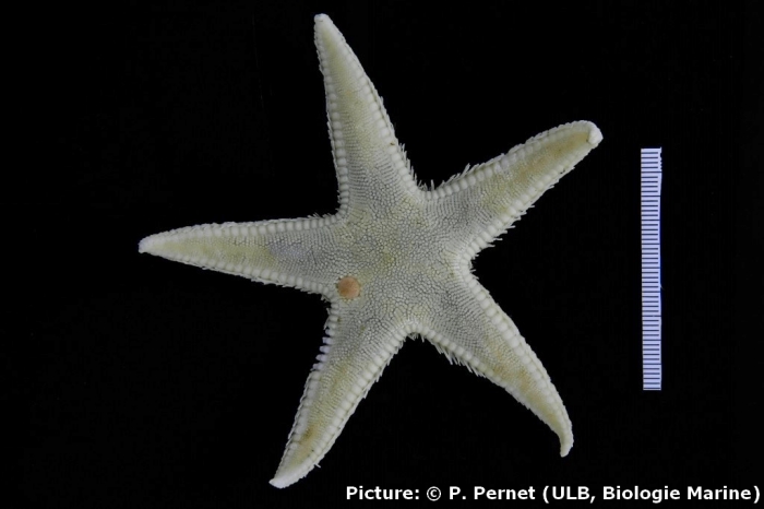 Astropectinides mesactus Astropectinides mesactus