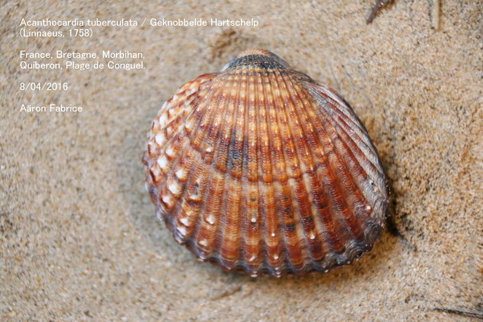 Acanthocardia tuberculata (Linnaeus, 1758) 