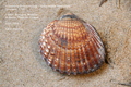 Mollusca (molluscs)