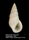 Moerchiella reticulata