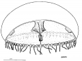 Hydrozoa (hydroids)