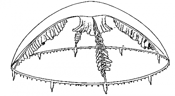 Tiaropsidium kelseyi from Torrey, 1909 Tiaropsidium kelseyi from Torrey, 1909