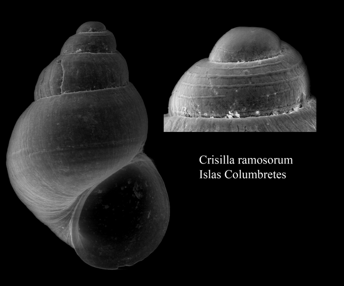 Crisilla ramosorum Crisilla ramosorum