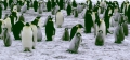 Emperor Penguin crop 2