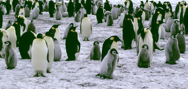 Emperor Penguin crop 2 Emperor Penguin crop 2