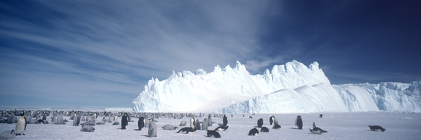 Emperor Penguin crop cover