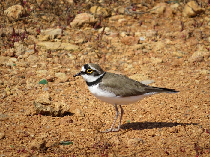 Little ringed plover. Little ringed plover.