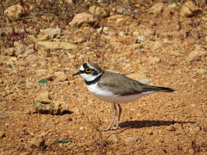 Little ringed plover.