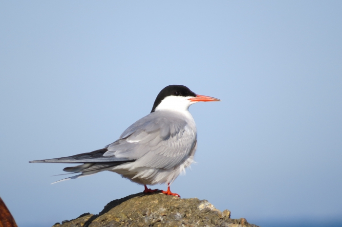 Sterna hirundo