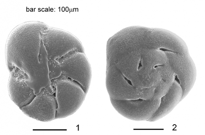 Helenina anderseni (Warren, 1957) 