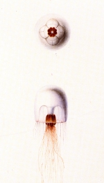 Melicerta pleurostoma from Goy (1995)