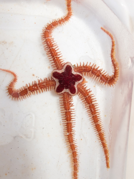 Ophiopholis aculeata Ophiopholis aculeata