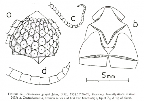 Florometra austini Natural History Museum London, Discovery sta. 2493