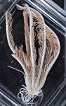 Antedon eschrichtii magellanica Bell, 1882